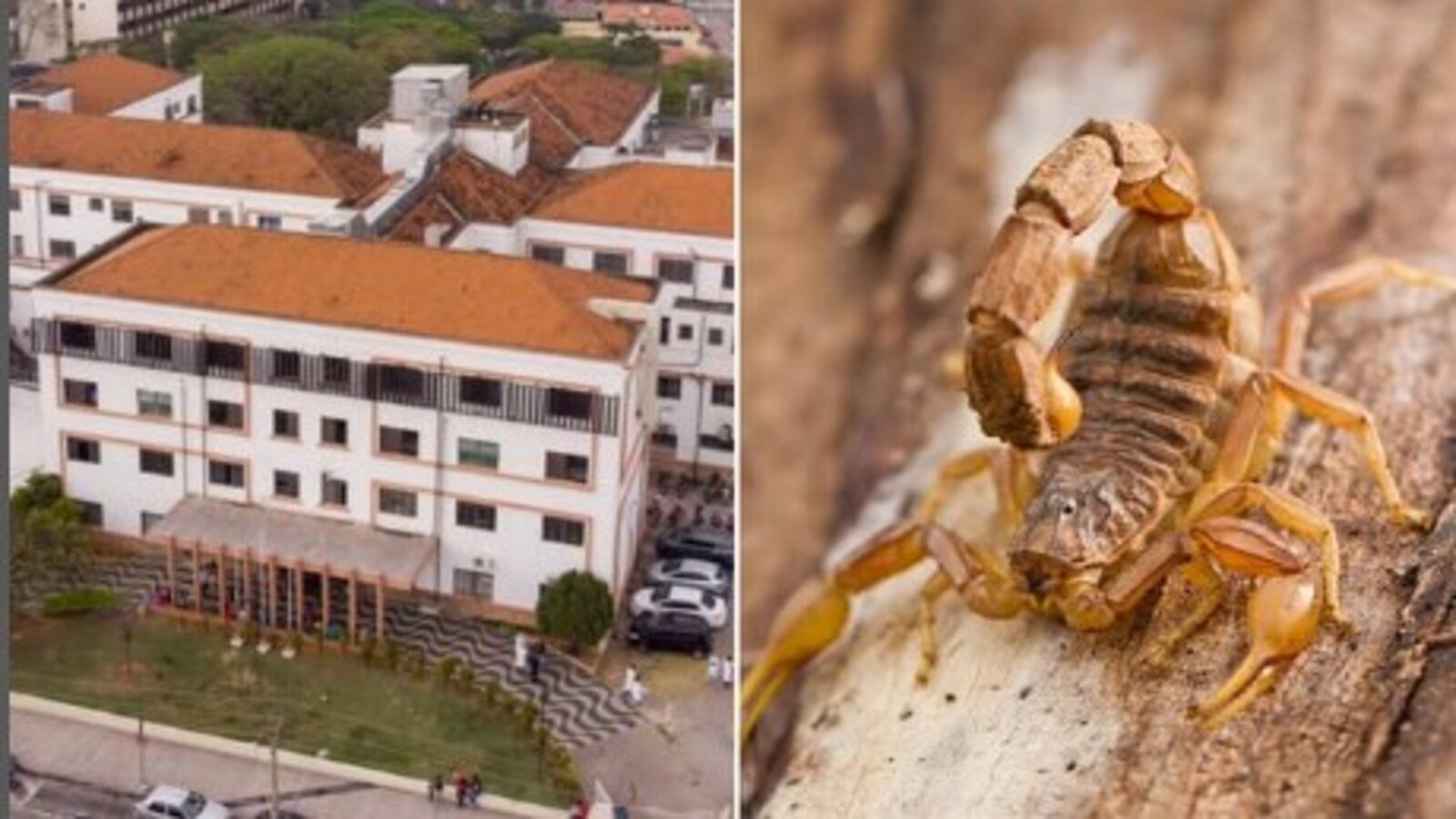 Escorpião cei sorocabanices