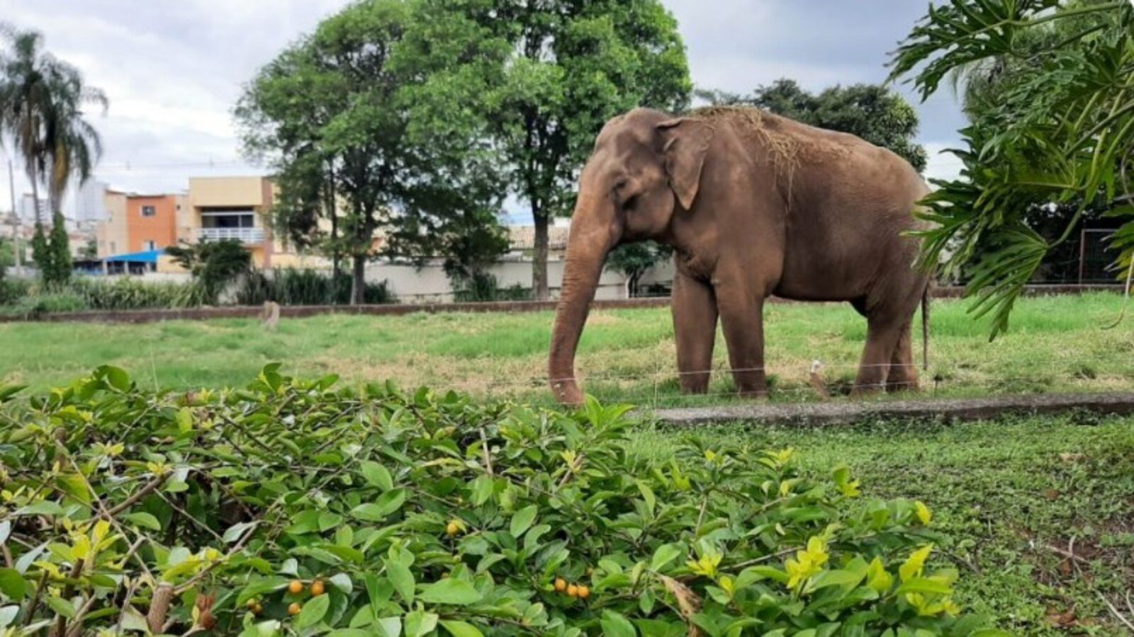 Elefante sandro sorocabanices