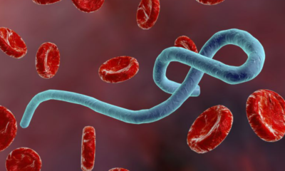 Blue wormlike parasite twisting among red blood cells with a dark red background in a blood sample image