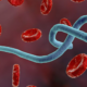 Blue wormlike parasite twisting among red blood cells with a dark red background in a blood sample image