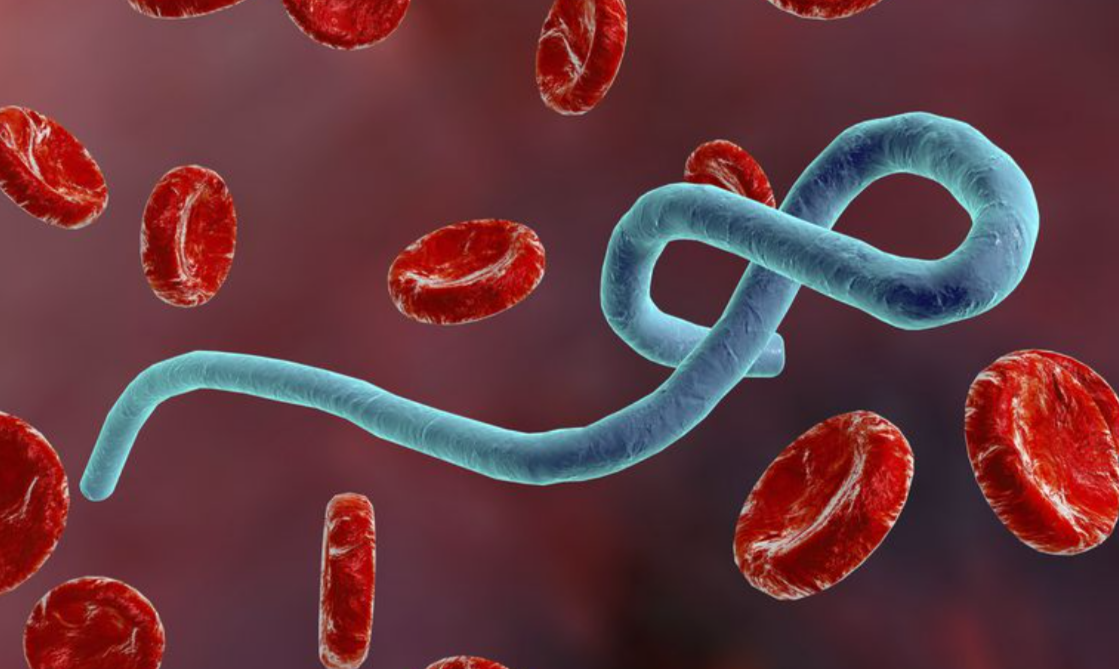 Blue wormlike parasite twisting among red blood cells with a dark red background in a blood sample image