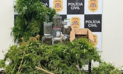 Police display cannabis plants and jars of dried buds on a table with a Polícia Civil backdrop seized drugs