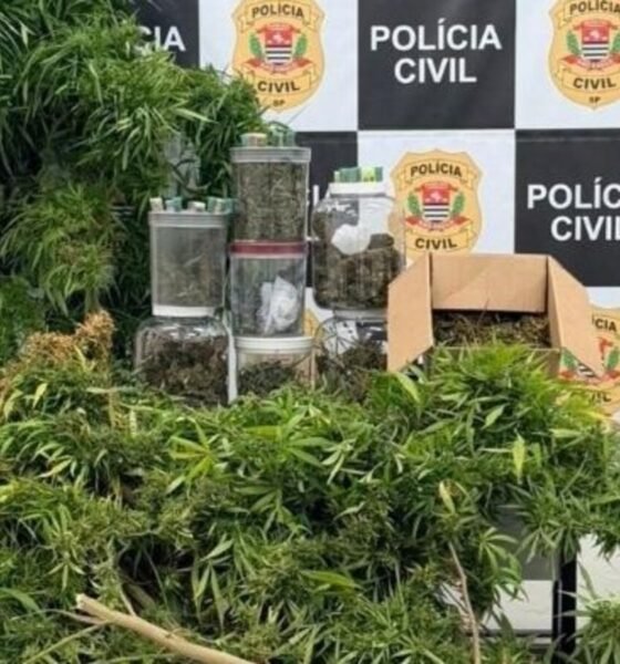 Police display cannabis plants and jars of dried buds on a table with a Polícia Civil backdrop seized drugs