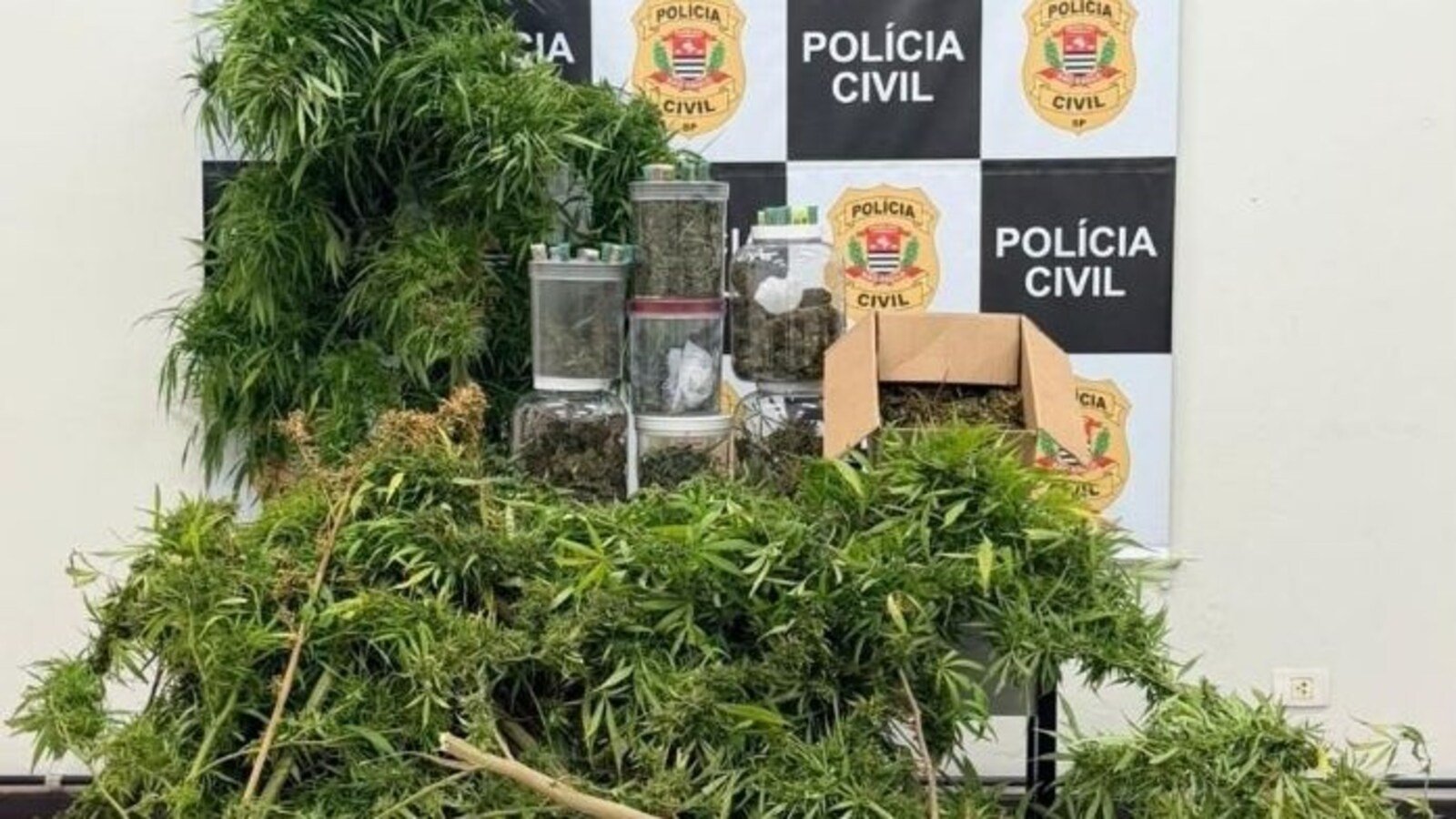 Police display cannabis plants and jars of dried buds on a table with a Polícia Civil backdrop seized drugs