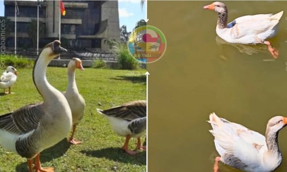 Collage of geese: on the left, several geese stand on a grassy lawn near a building; on the right, two geese float on a pond, one with its head up and the other resting.