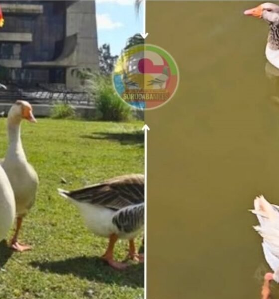 Collage of geese on the left several geese stand on a grassy lawn near a building on the right two geese float on a pond one with its head up and the other resting