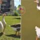 Collage of geese on the left several geese stand on a grassy lawn near a building on the right two geese float on a pond one with its head up and the other resting
