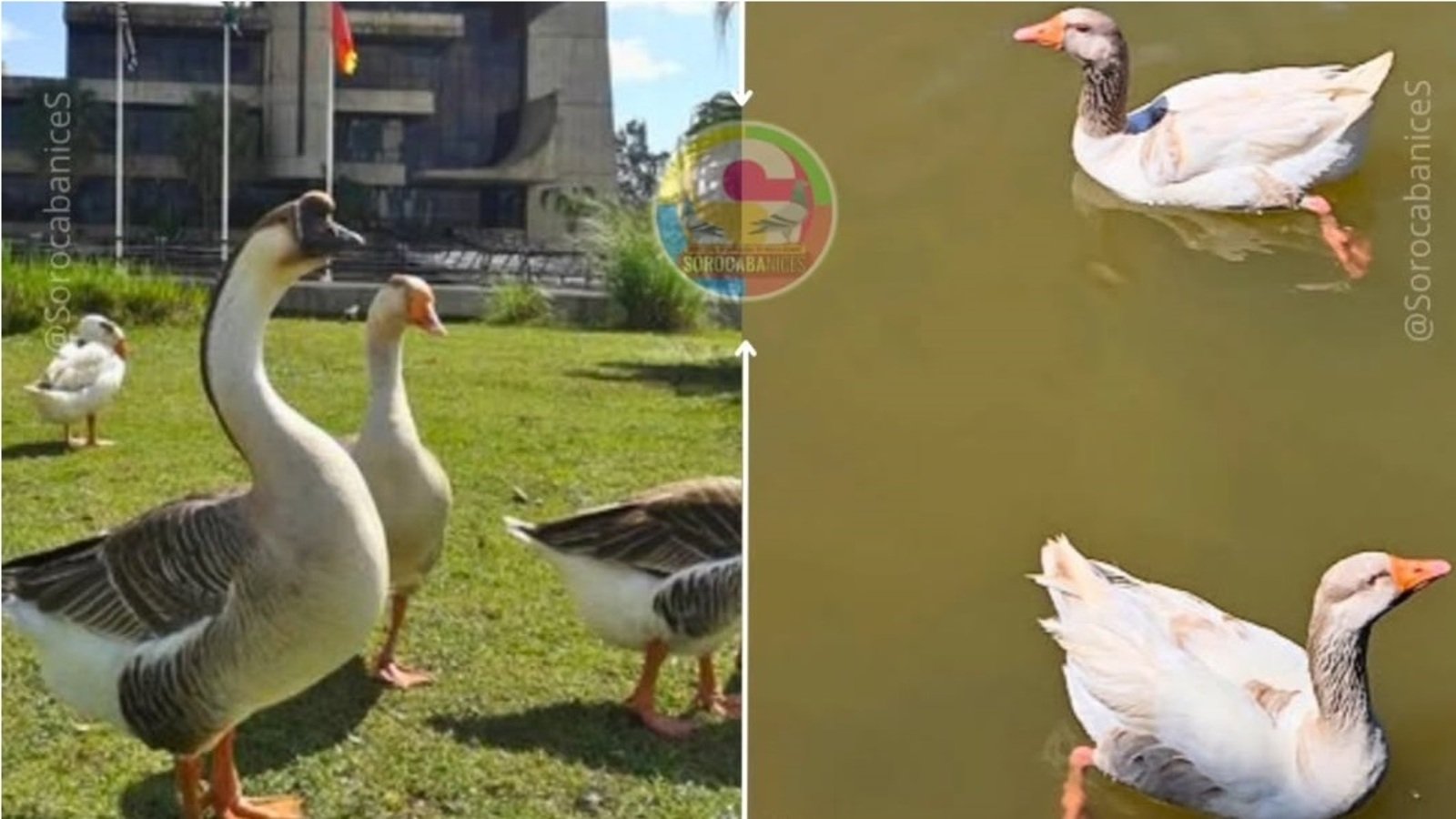 Collage of geese on the left several geese stand on a grassy lawn near a building on the right two geese float on a pond one with its head up and the other resting