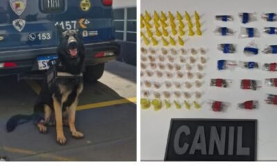 K unit German shepherd sitting in front of a police van with logos and markings on its rear doors looks ready for duty