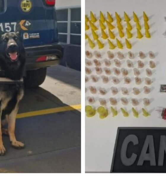 K unit German shepherd sitting in front of a police van with logos and markings on its rear doors looks ready for duty
