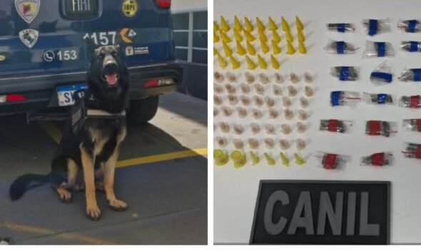 K unit German shepherd sitting in front of a police van with logos and markings on its rear doors looks ready for duty