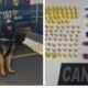 K unit German shepherd sitting in front of a police van with logos and markings on its rear doors looks ready for duty
