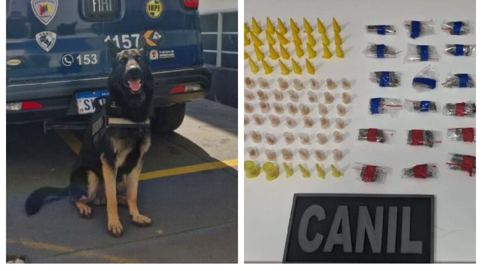 K unit German shepherd sitting in front of a police van with logos and markings on its rear doors looks ready for duty