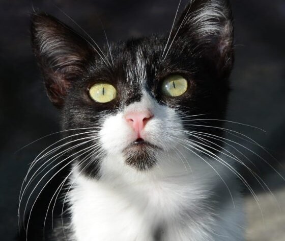 Black and white tuxedo cat looking upward with yellow eyes and long white whiskers