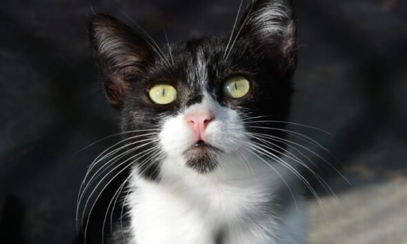 Black and white tuxedo cat looking upward with yellow eyes and long white whiskers
