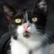 Black and white tuxedo cat looking upward with yellow eyes and long white whiskers