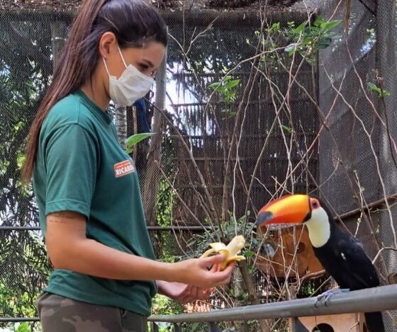 A woman wearing a face mask in a green shirt feeds a toucan with a large orange beak inside a netted animal enclosure