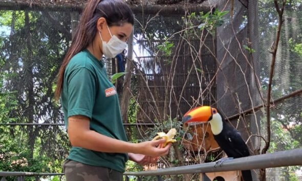 A woman wearing a face mask in a green shirt feeds a toucan with a large orange beak inside a netted animal enclosure