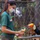A woman wearing a face mask in a green shirt feeds a toucan with a large orange beak inside a netted animal enclosure