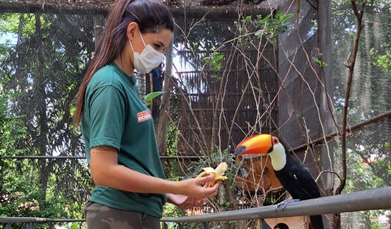 A woman wearing a face mask in a green shirt feeds a toucan with a large orange beak inside a netted animal enclosure