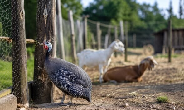 Speckled guinea fowl standing by a wooden post beside chicken wire with white and brown goats resting in the pen behind