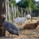 Speckled guinea fowl standing by a wooden post beside chicken wire with white and brown goats resting in the pen behind