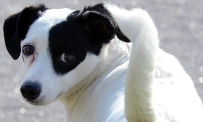 White dog with a black patch over its left eye turning its head toward the camera