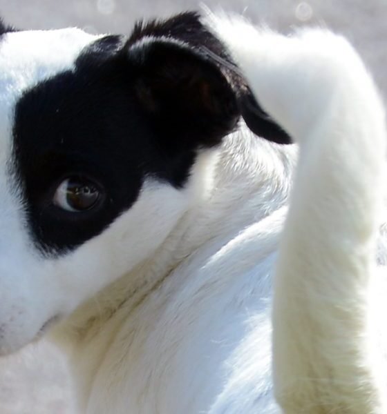 White dog with a black patch over its left eye turning its head toward the camera