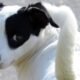 White dog with a black patch over its left eye turning its head toward the camera
