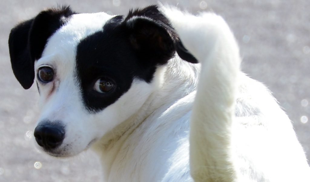 White dog with a black patch over its left eye turning its head toward the camera