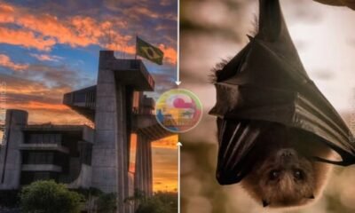 Split image Brasília National Congress at sunset on the left a bat in a black cape on the right center circular colorful logo