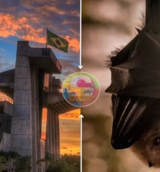 Split image Brasília National Congress at sunset on the left a bat in a black cape on the right center circular colorful logo
