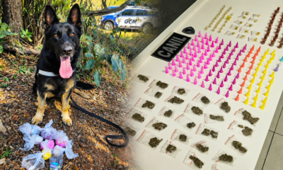 A black and tan German Shepherd on a leash sits beside scattered plastic bags of evidence on the ground with a patrol car in the background