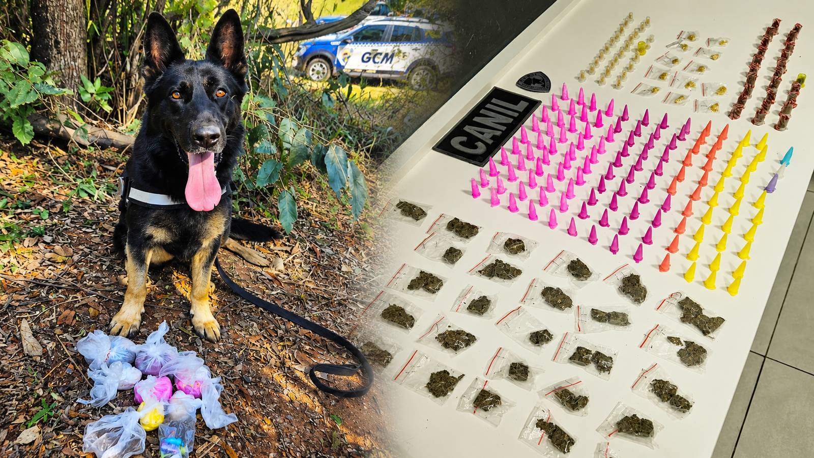 A black and tan German Shepherd on a leash sits beside scattered plastic bags of evidence on the ground with a patrol car in the background