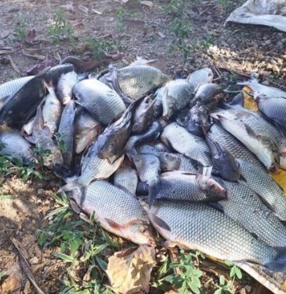 Pile of dead fish of various sizes on a yellow bag outdoors on bare ground with sparse plants nearby