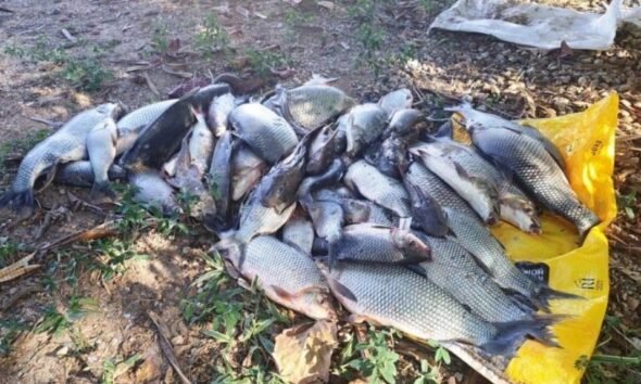 Pile of dead fish of various sizes on a yellow bag outdoors on bare ground with sparse plants nearby