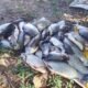 Pile of dead fish of various sizes on a yellow bag outdoors on bare ground with sparse plants nearby