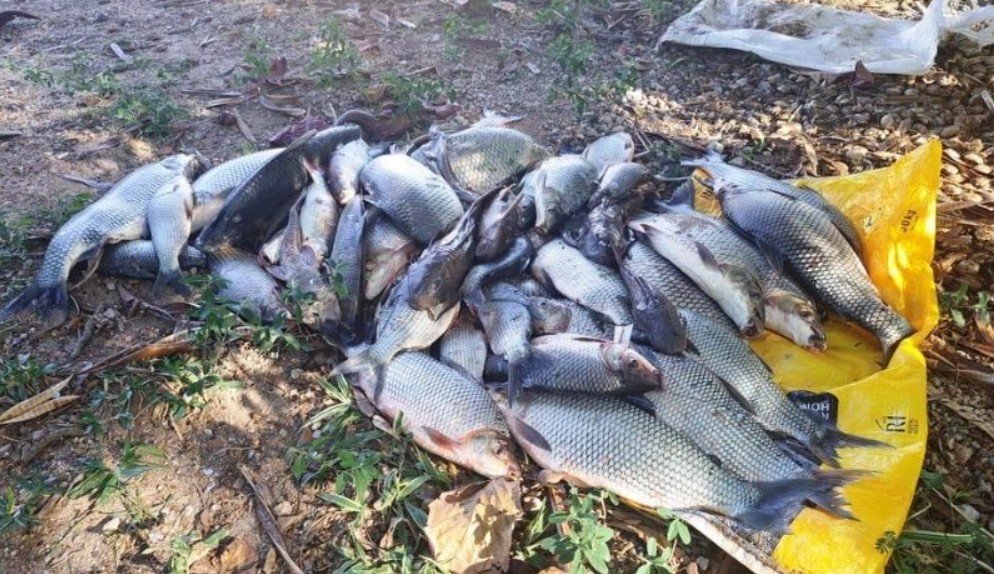 Pile of dead fish of various sizes on a yellow bag outdoors on bare ground with sparse plants nearby